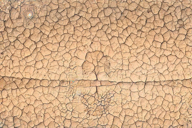 Tree in the cracks