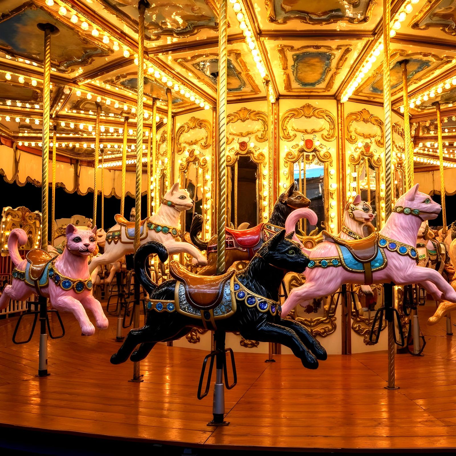 Cat carousel  by @Tiny Pearl Cat