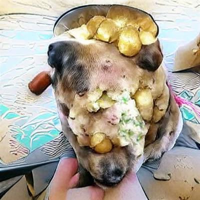 Dog turning into potato salad