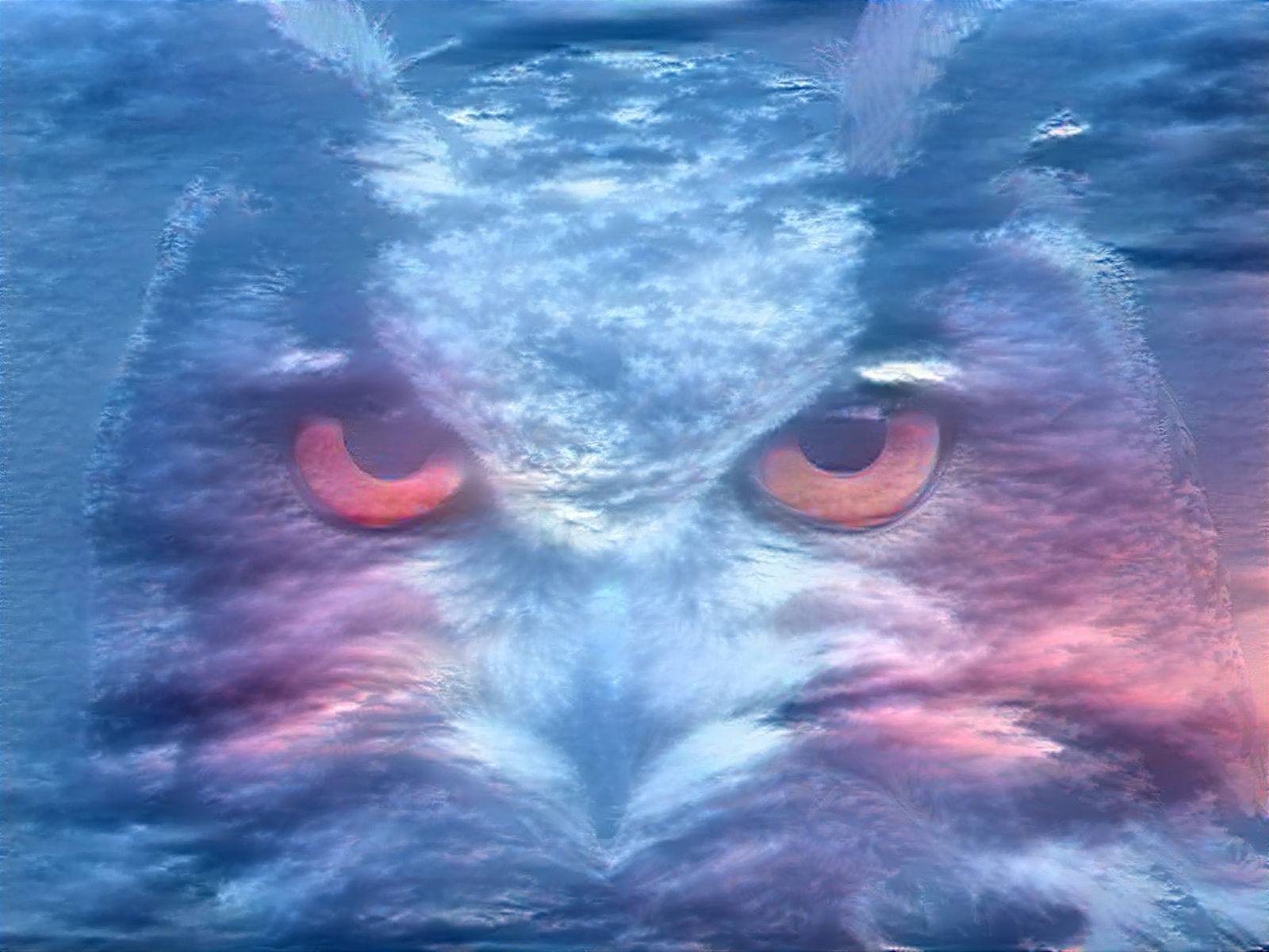The Owl
