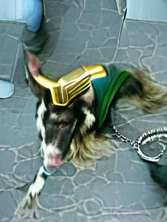 loki of thor fame