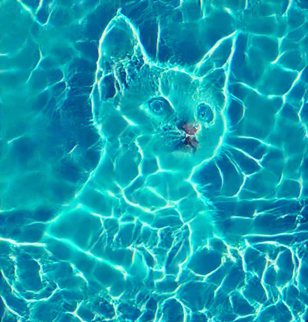 The Ripple Cat