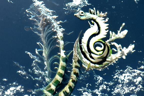 The spiral sea dragon