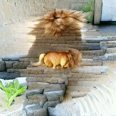 Lion cat