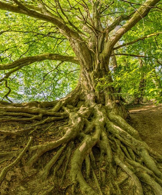Photo by Felix Mittermeier on Pexels