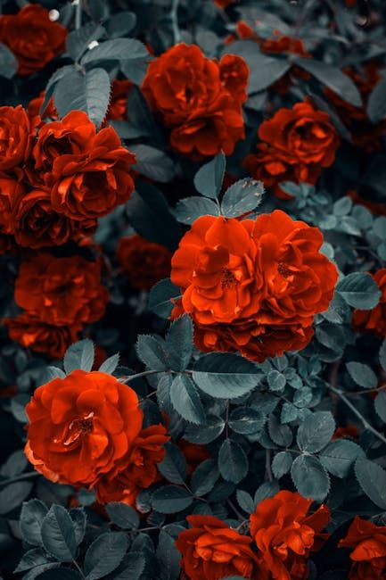 I like Rozes