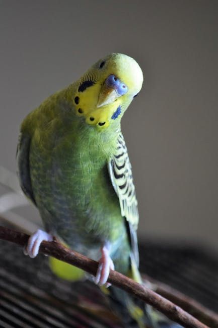 BudgerigarArtist