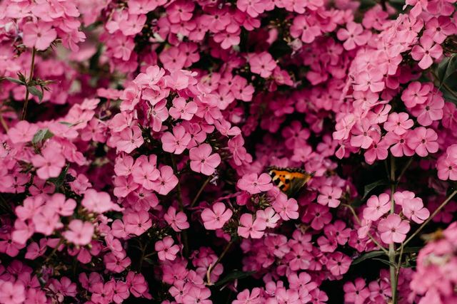 Photo by Irina Iriser on Pexels