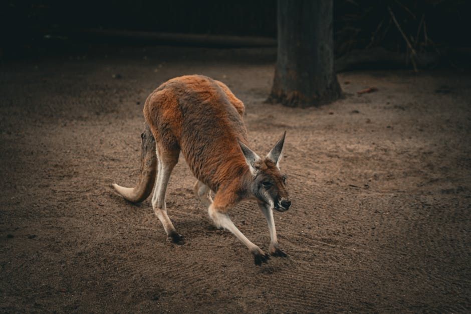 little roo just wants to play 
