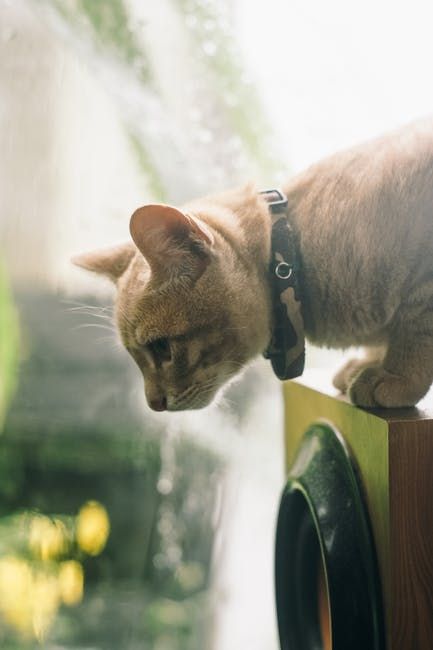 Photo by Dương Nhân on Pexels