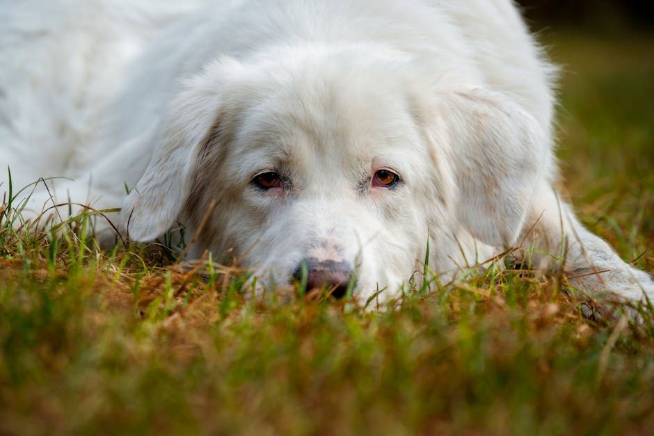 once apon a time there was a person called fei who owned a cat cafe and 100 cats