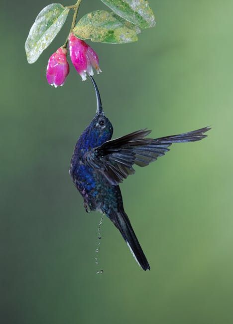 Nature humming bird