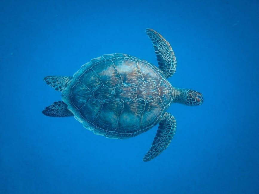 Happy sea turtle - AI Generated Artwork - NightCafe Creator