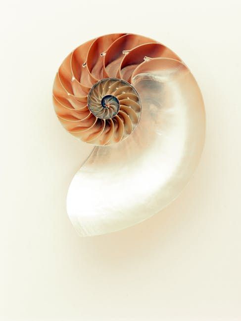 Fibonacci Spiral