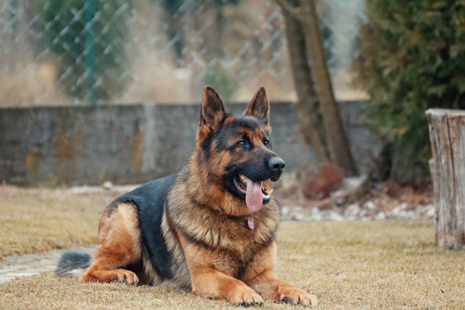 Inca