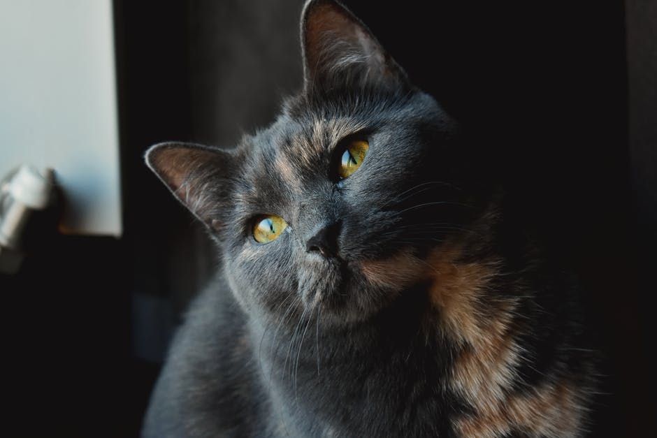 Kitty crucified on a cross craves fire on the mountain crashing into heaven