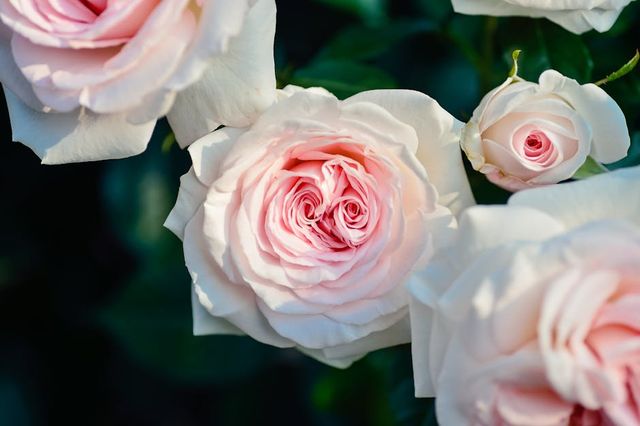 Photo by Pixabay on Pexels
