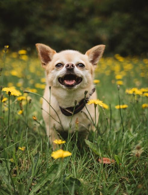 Corgi puppy z