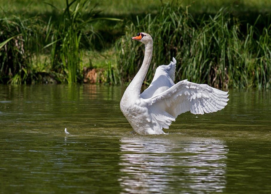 Beautiful,raven-haired swan princess, draped in a resplendent, white gown with intricate, silver-thread embroidery and delicate, floral-patterne...