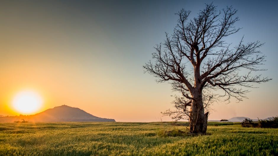 A summer sunrise by a fancy tree 