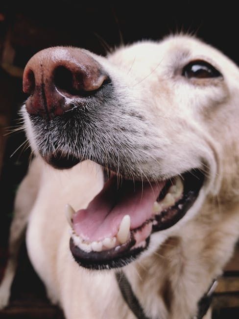 "Did you say 'steak'?"