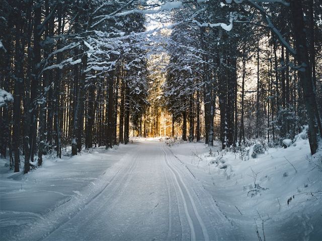 Photo by Simon Berger on Pexels