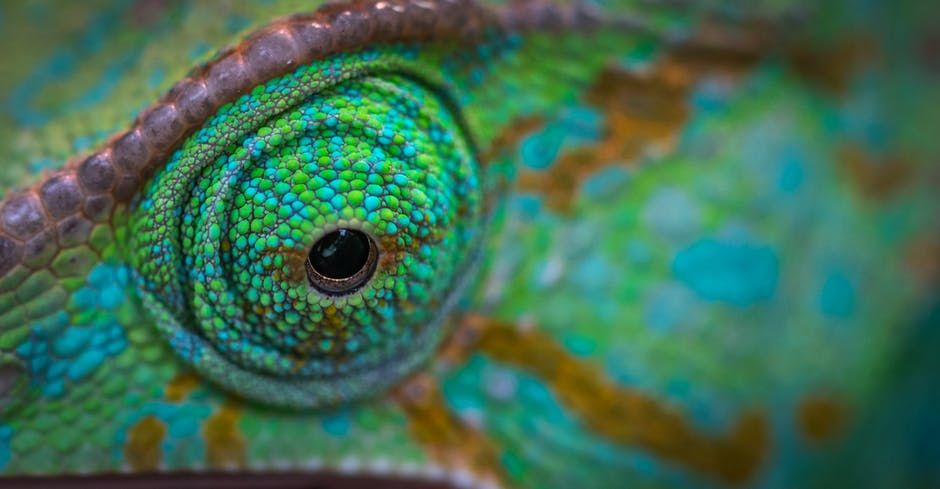 Chameleon Eye 