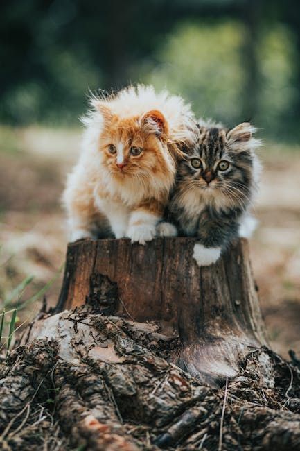 Photo by Ali Khalil on Pexels