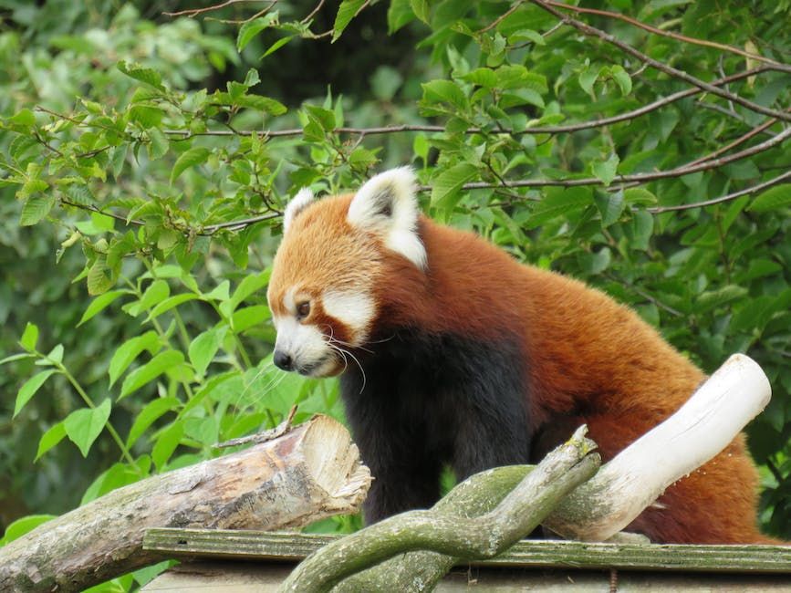 pandagirl