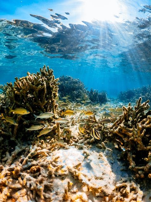 Coral reef fantasy world