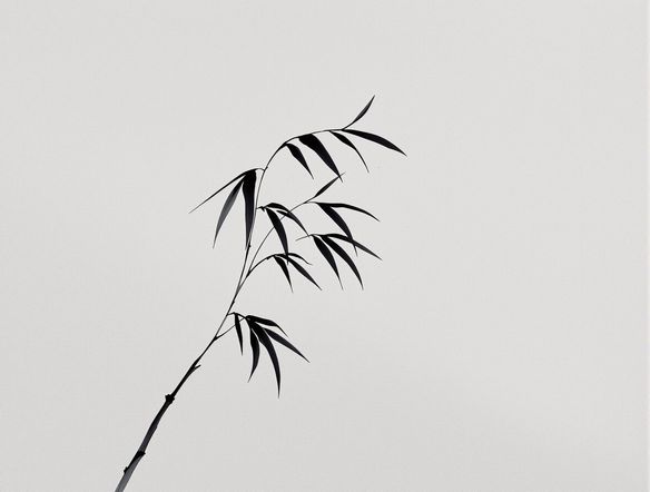 A minimalist depiction of a single bamboo stalk swaying gently in the wind, rendered in the style of traditional Japanese ink wash painting. Bold, expressive brushstrokes, subtle grey tones, and negative space, embodying Zen philosophy. Brush painting generator.