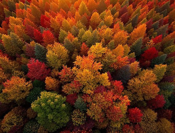 Autumn leaves in Vermont, vibrant fall colors, aerial view, golden hour, professional photography