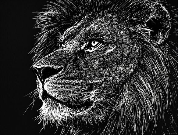 A close-up of a majestic lion's face, created with a realistic scratchboard art style, showcasing fine details and sharp white lines against a deep black textured background, generated scratchboard drawing.