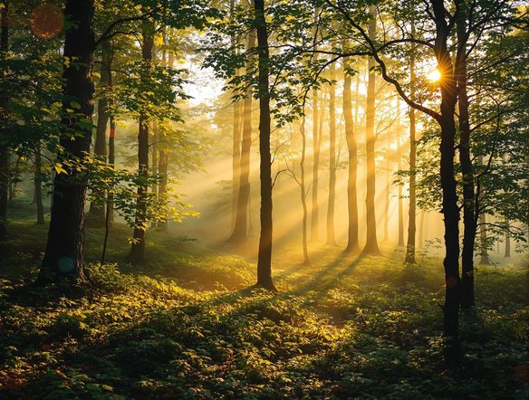 A photograph of a serene forest scene, bathed in golden light, enhanced with a dreamy, ethereal filter. Soft focus, vibrant colors, and subtle light leaks create a magical atmosphere.
