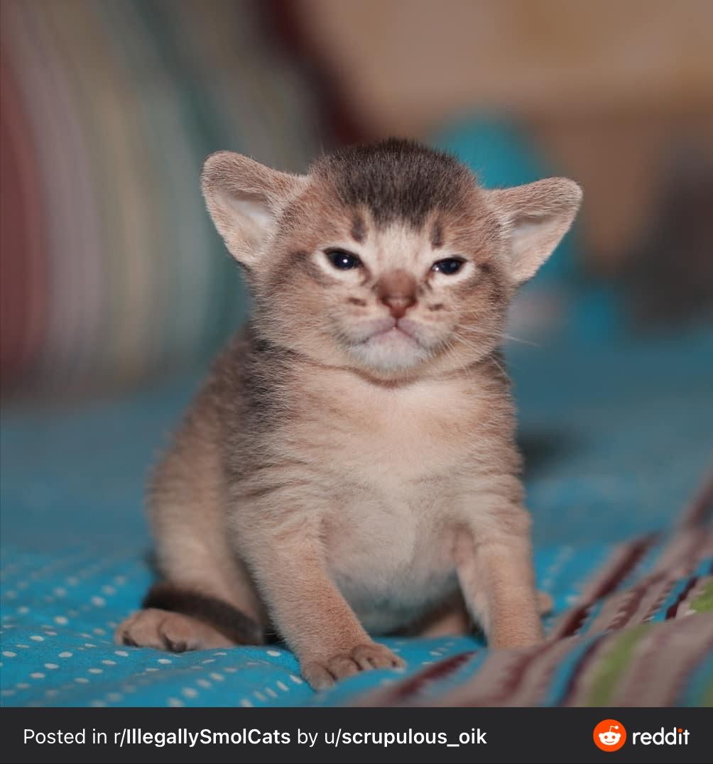 Baby Cat 