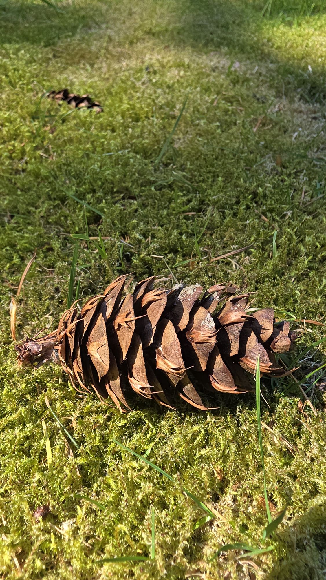 1950s style poster. Showing futuristic vehicle for post apocalyptic traveling.