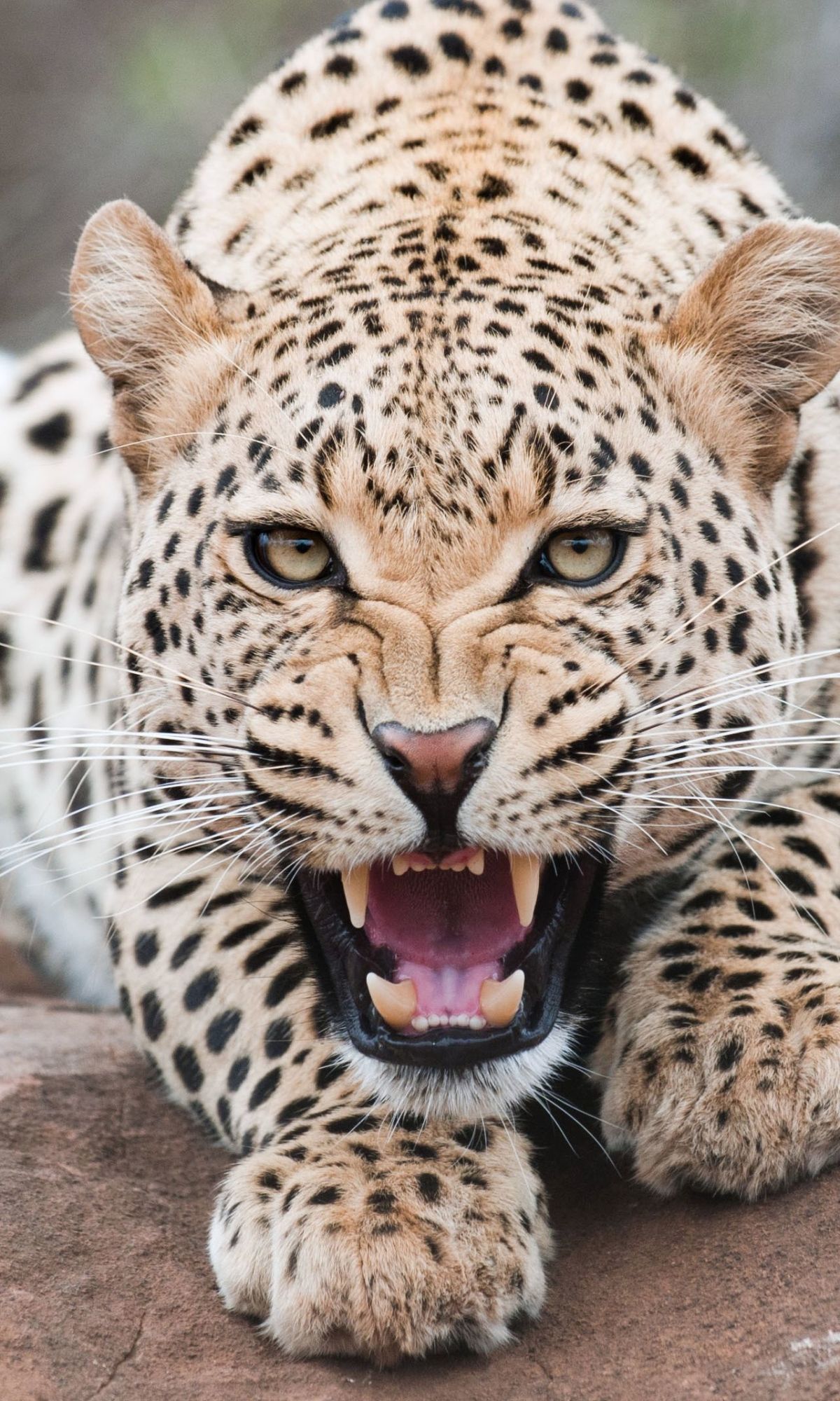 Human design beauty magic