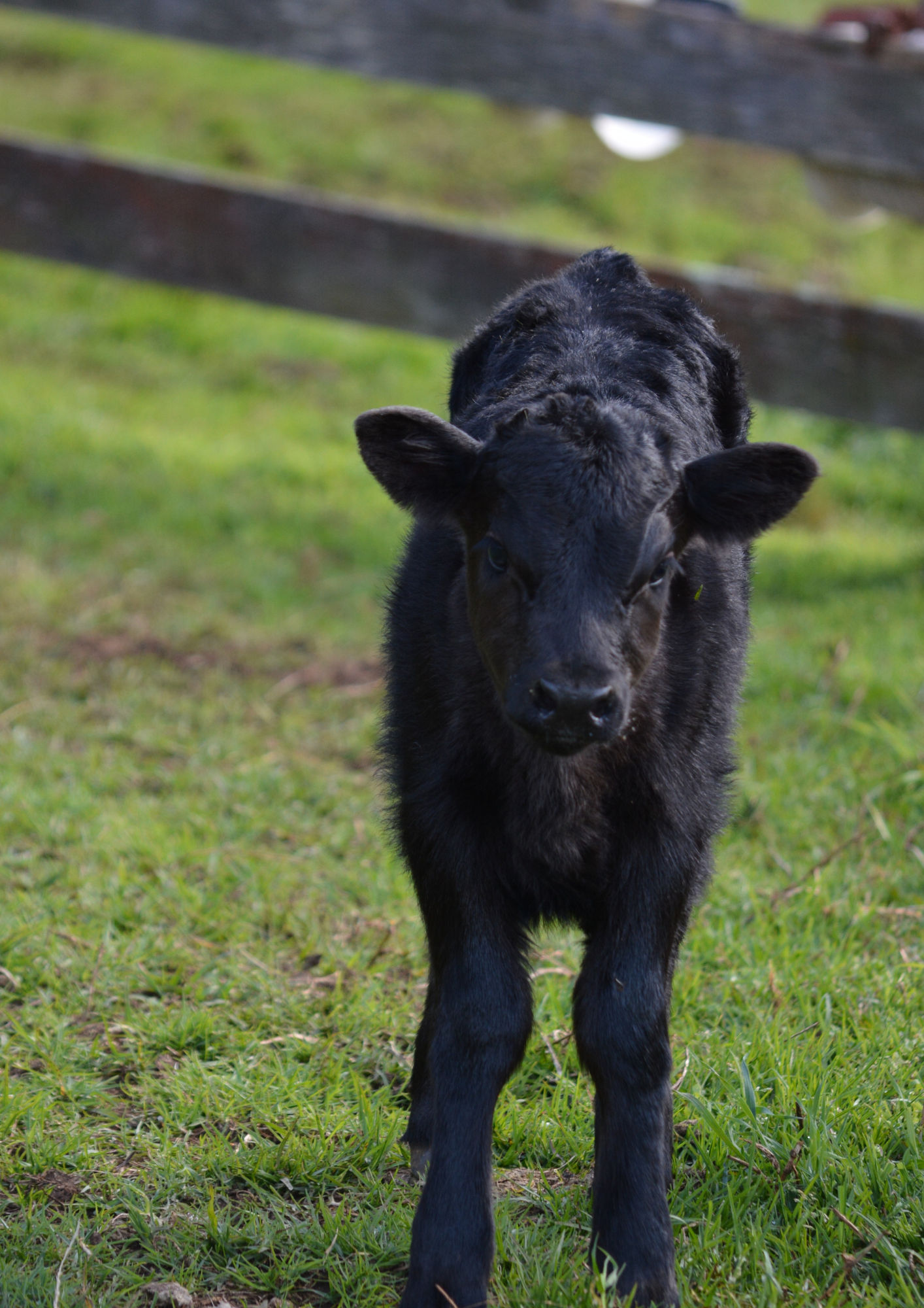 CowLover