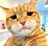 I_have_your_search_history