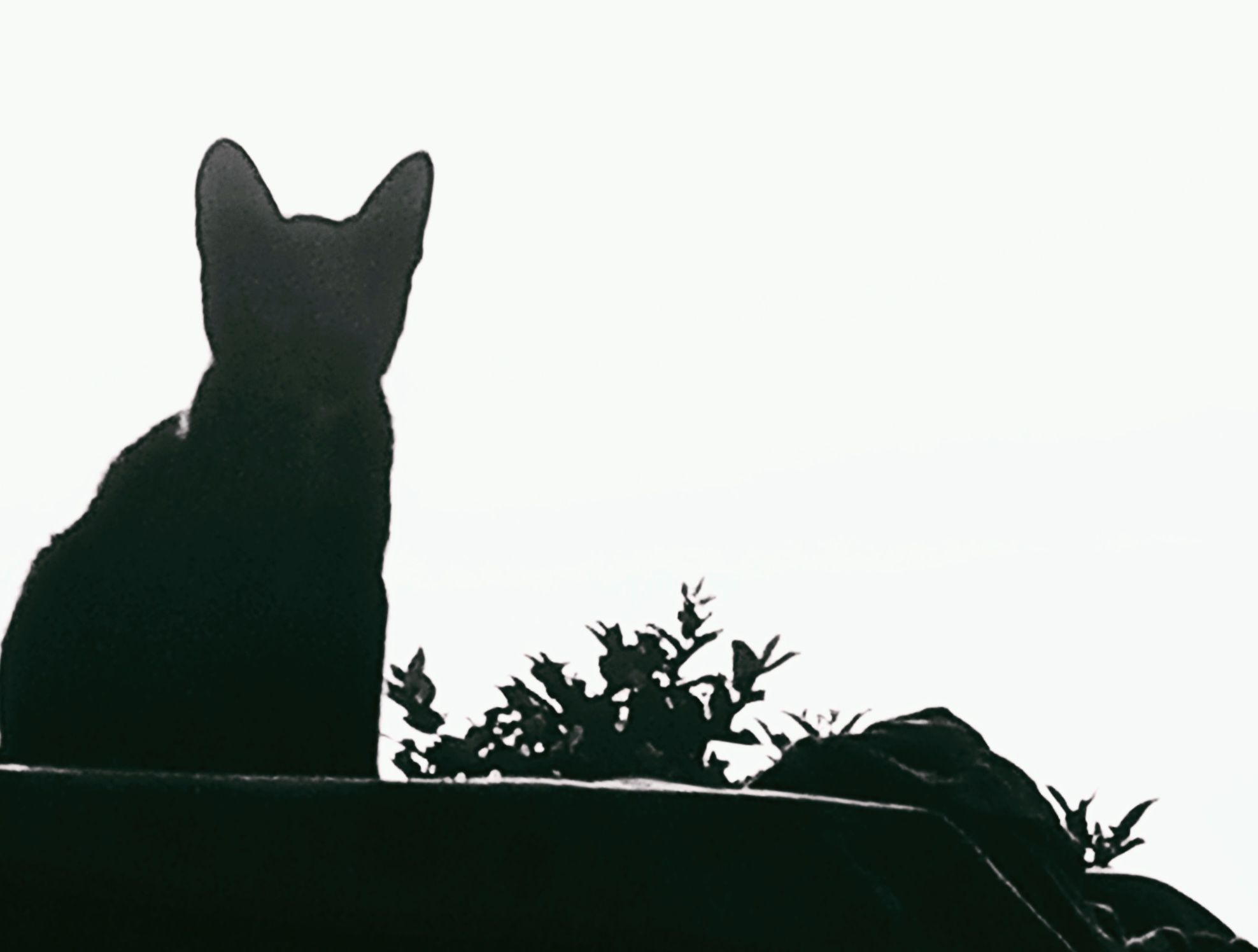 kucing lagi cicing dina piring