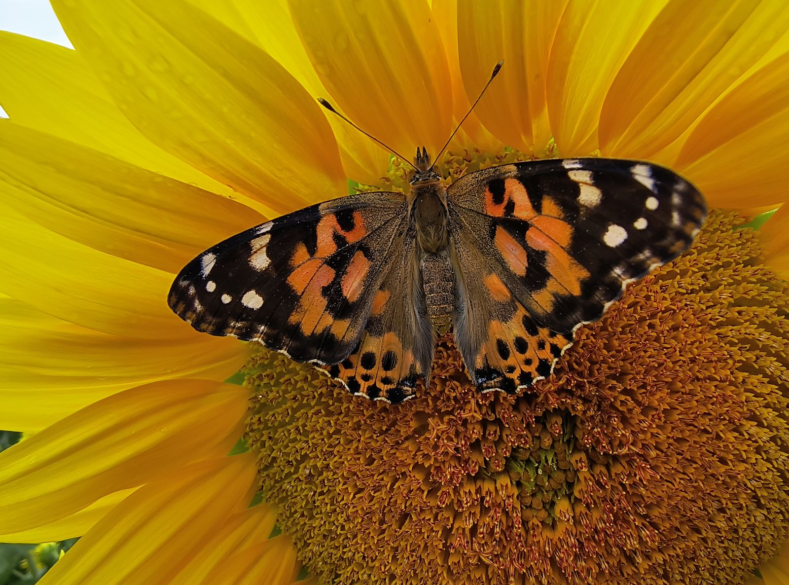 Butterfly (made using a real photo I took)