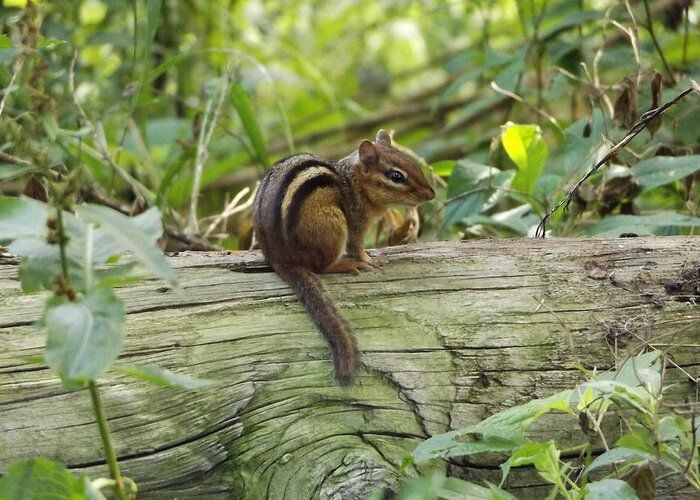 Found a little Forest friend 💕