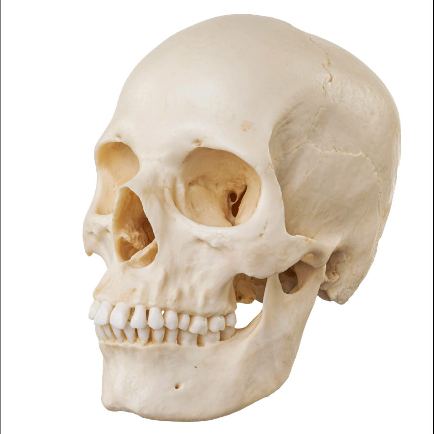 A human skull rendered in Artlantis