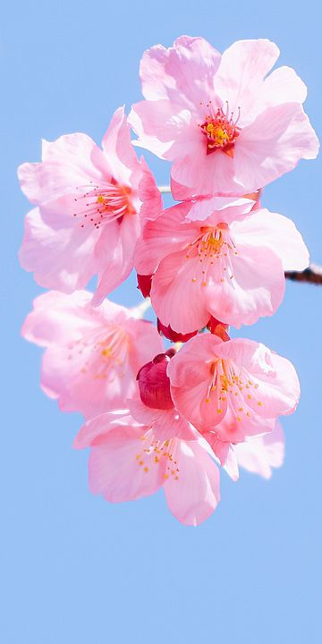 Virginie Fleuranceau