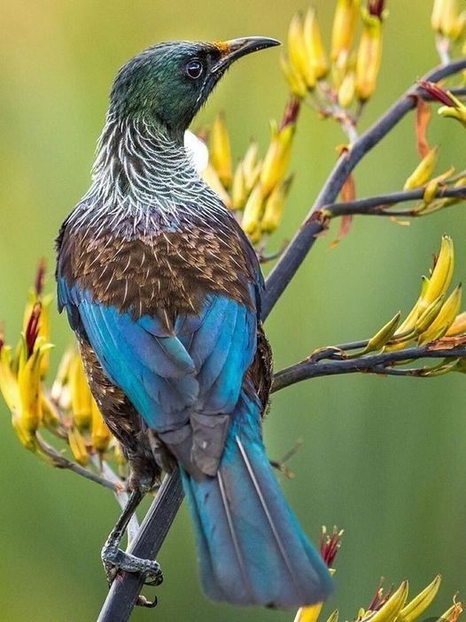 Image uploaded by user