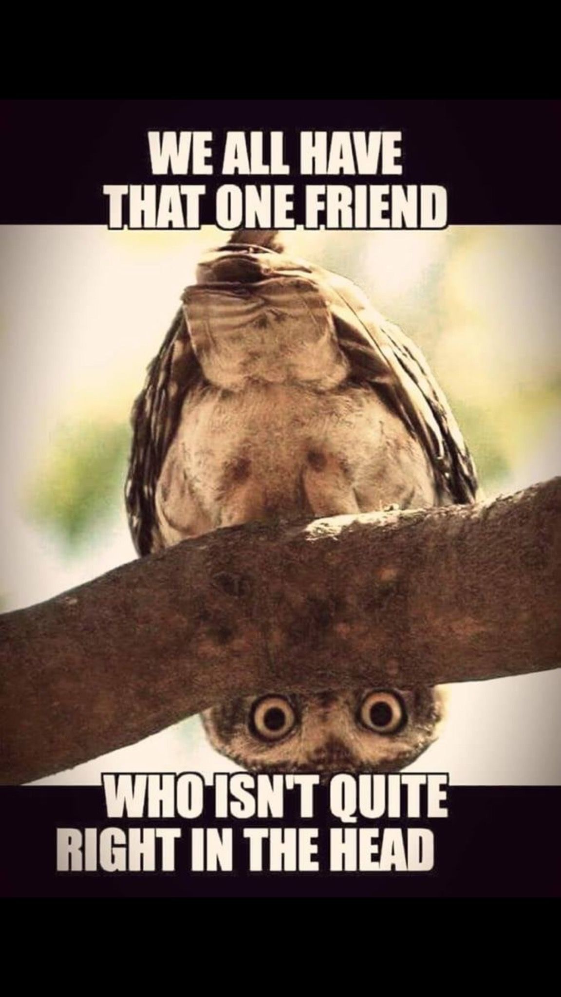 DragonLady_of_the_SaphireLily