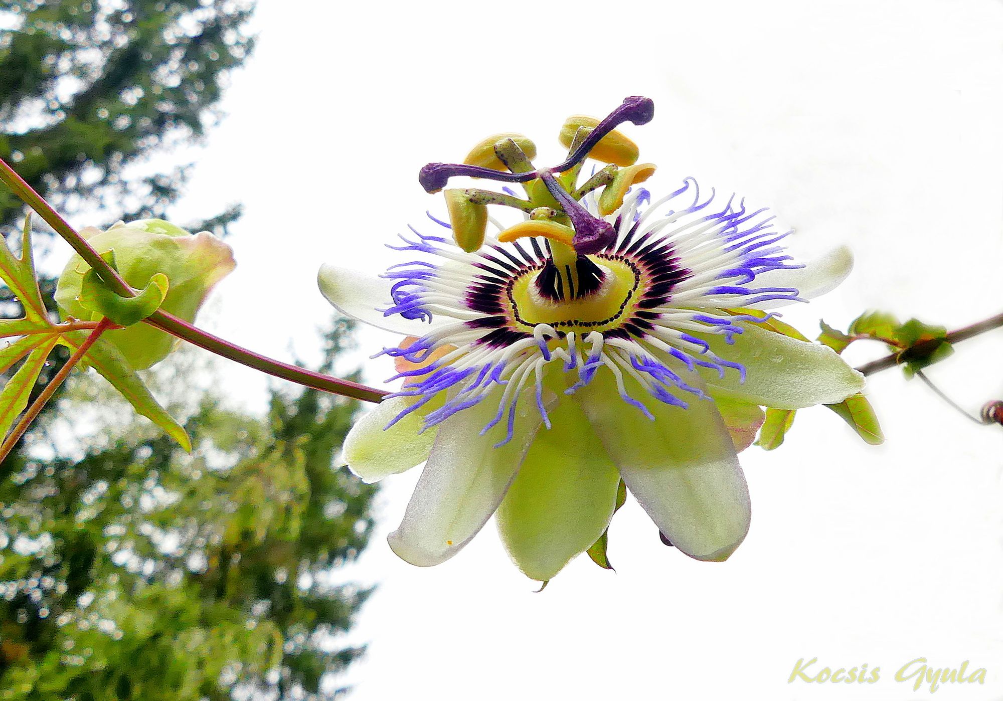 Golgota flower forrest background