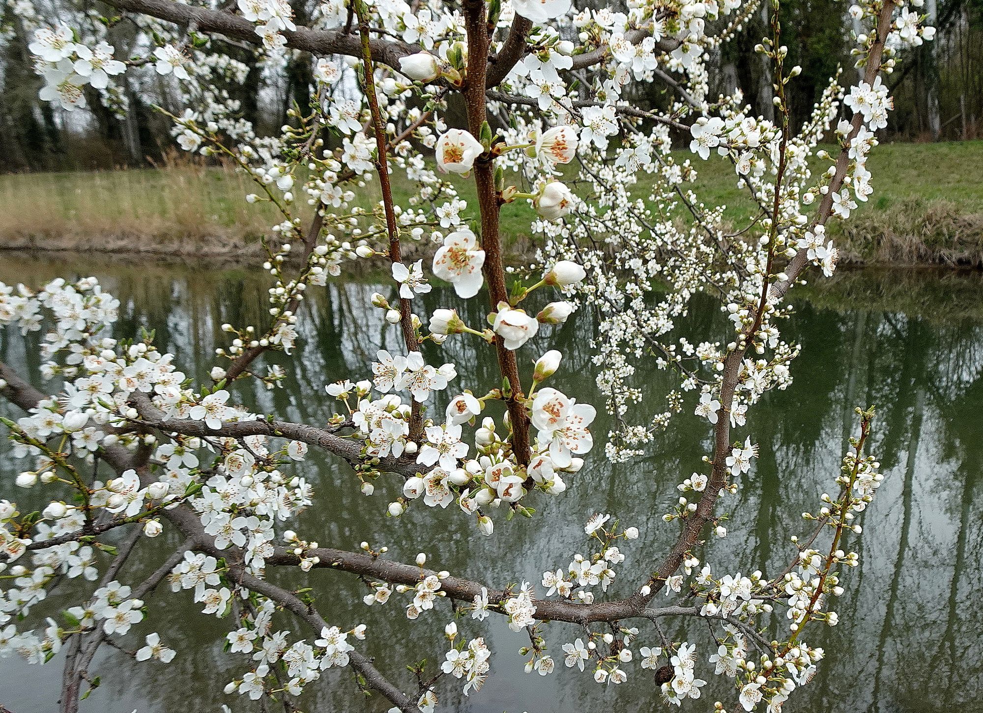 
A white blossoming tree, in front of which stands a blonde fairy in a white dress.