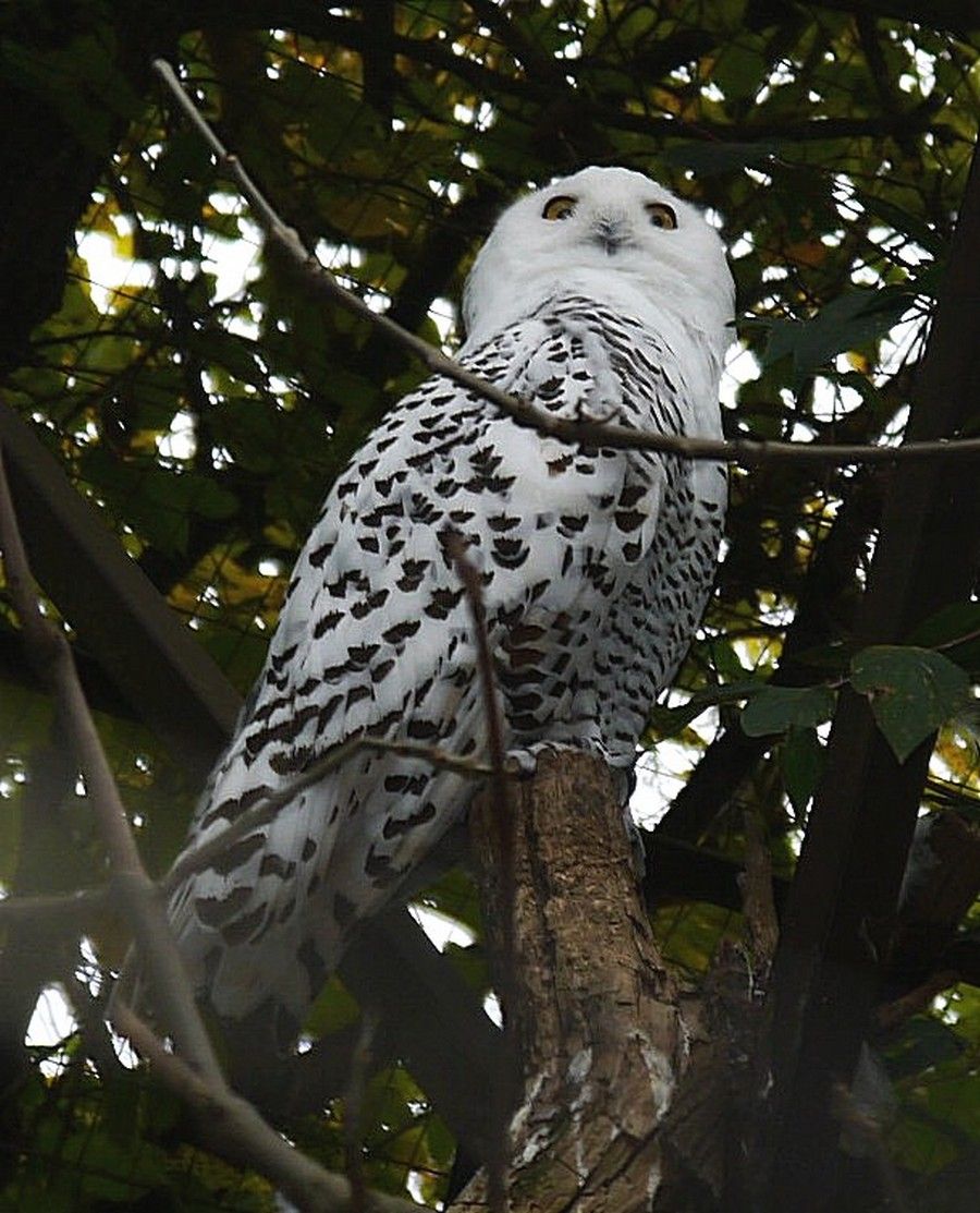 White snowy owl yellow eyes moon night
