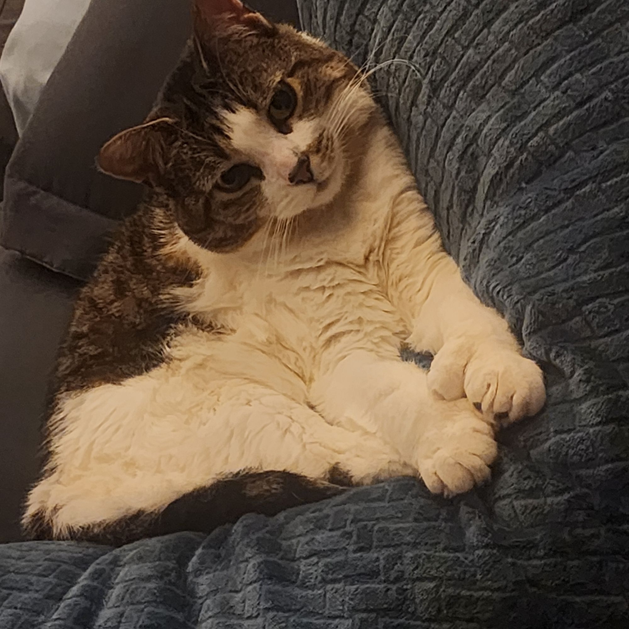  majestic black and white fur queen with a crown on her head laying on a victorian lace bed with diamonds and p...